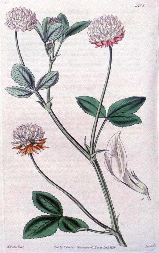 Curtis's botanical magazine. London ;New York [etc.] :Academic Press [etc.]. | Botany Periodicals "Pictorial works"  | Vintage Print Reproduction 453365