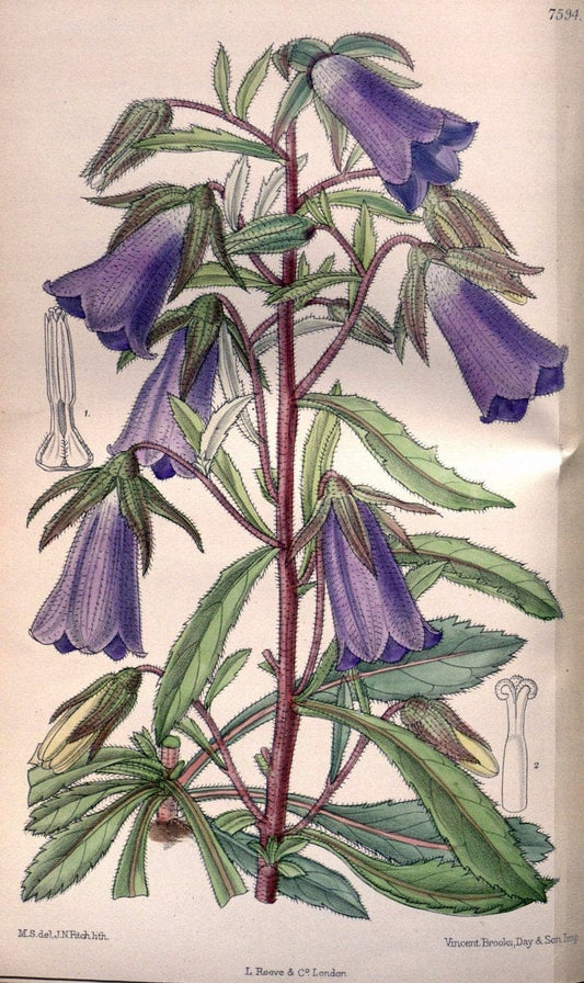 Curtis's botanical magazine. London ; New York [etc.] :Academic Press [etc.]. | "Botanical illustration" Botany Periodicals "Pictorial works" "Plants, Ornamental"  | Vintage Print Reproduction 453366