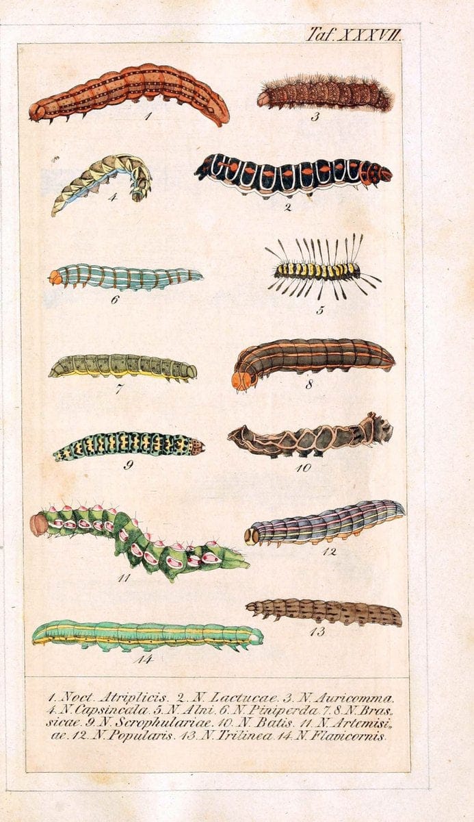 Chronologischer Raupenkalender, oder, Naturgeschichte der europÃ¤ischen RaupenBerlin :Im Verlage von Theodor Bade,1837. |  | Vintage Print Reproduction 453367