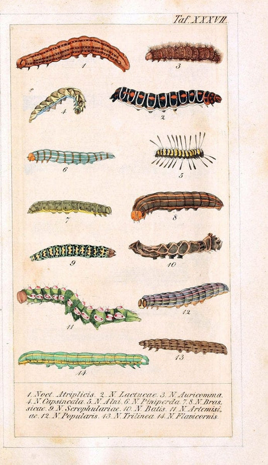 Chronologischer Raupenkalender, oder, Naturgeschichte der europÃ¤ischen RaupenBerlin :Im Verlage von Theodor Bade,1837. |  | Vintage Print Reproduction 453367