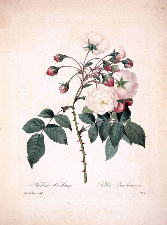 Choix des plus belles fleurs :.Paris :Ernest Panckoucke,[1833].  | 1833 Botany France Icones "Pictorial works"  | Vintage Print Reproduction 453368