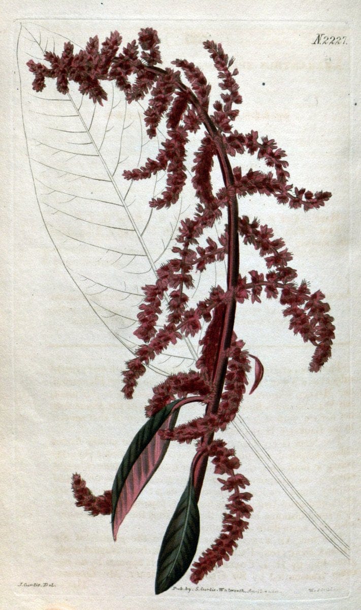 Curtis's botanical magazine. London ; New York [etc.] :Academic Press [etc.]. | "Botanical illustration" Botany Periodicals "Pictorial works" "Plants, Ornamental"  | Vintage Print Reproduction 453369