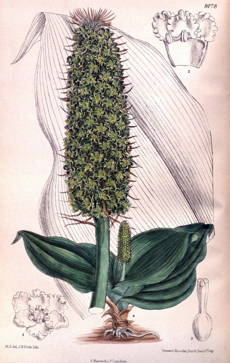 Curtis's botanical magazine. London ; New York [etc.] :Academic Press [etc.]. | "Botanical illustration" Botany Periodicals "Pictorial works" "Plants, Ornamental"  | Vintage Print Reproduction 453370