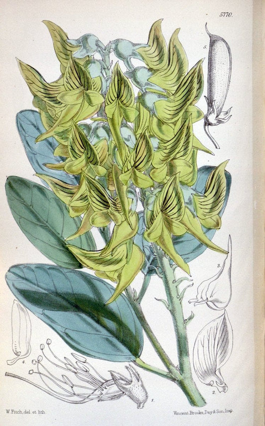 Curtis's botanical magazine. London ; New York [etc.] :Academic Press [etc.]. | "Botanical illustration" Botany Periodicals "Pictorial works" "Plants, Ornamental"  | Vintage Print Reproduction 453372