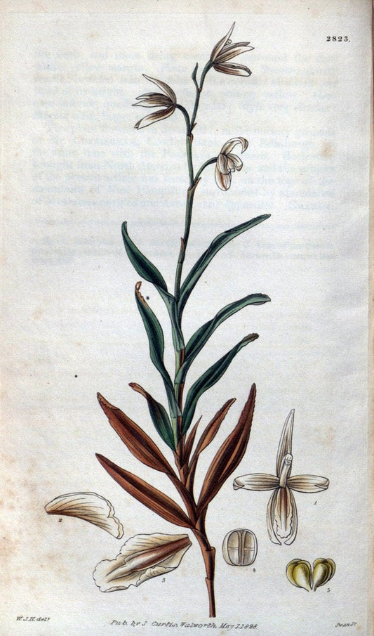 Curtis's botanical magazine. London ; New York [etc.] :Academic Press [etc.]. | "Botanical illustration" Botany Periodicals "Pictorial works" "Plants, Ornamental"  | Vintage Print Reproduction 453373