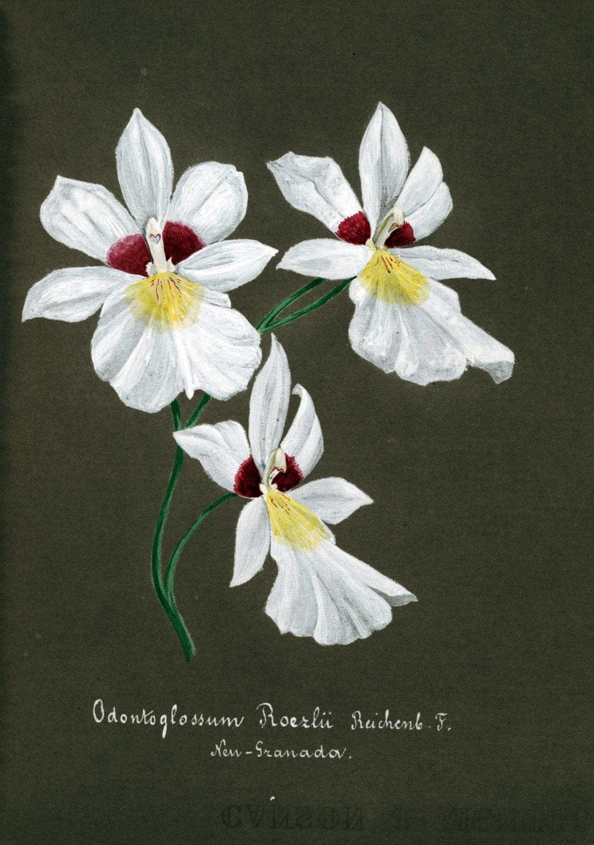 Collection d'orchideÃŒÂes.[S.l. :s.n.,18--]. | "Botanical illustration" Orchidaceae "Orchidaceae in art" "Pictorial works"  | Vintage Print Reproduction 453374