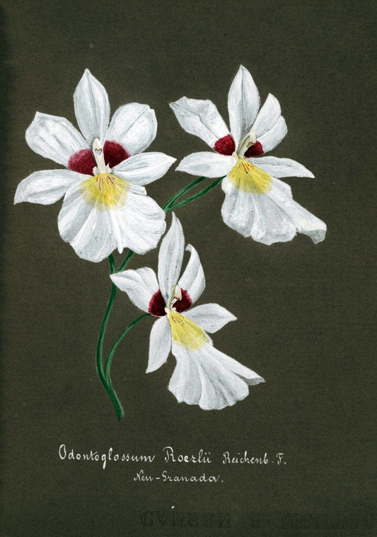Collection d'orchideÃŒÂes.[S.l. :s.n.,18--]. | "Botanical illustration" Orchidaceae "Orchidaceae in art" "Pictorial works"  | Vintage Print Reproduction 453374