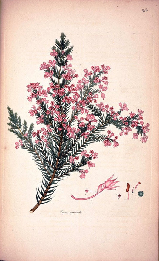 Coloured engravings of heaths :.London :Published by the Author. Printed by T. Bensley,1802-09 [1830]. |  | Vintage Print Reproduction 453375