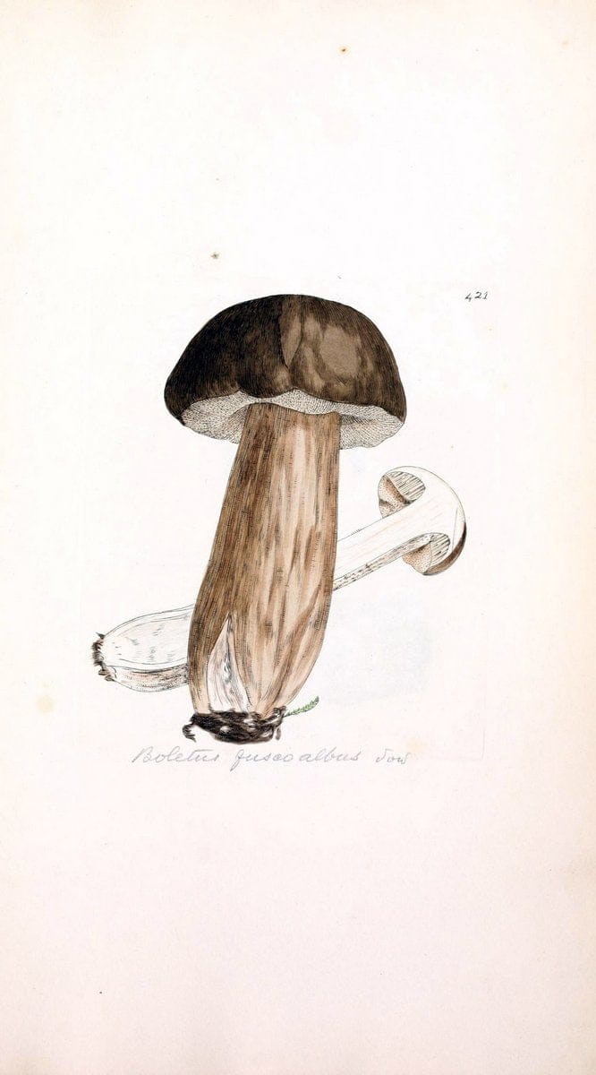 Coloured figures of English fungi or mushrooms. London,Printed by J. Davis,1797-[1809]. | England Mushrooms  | Vintage Print Reproduction 453376
