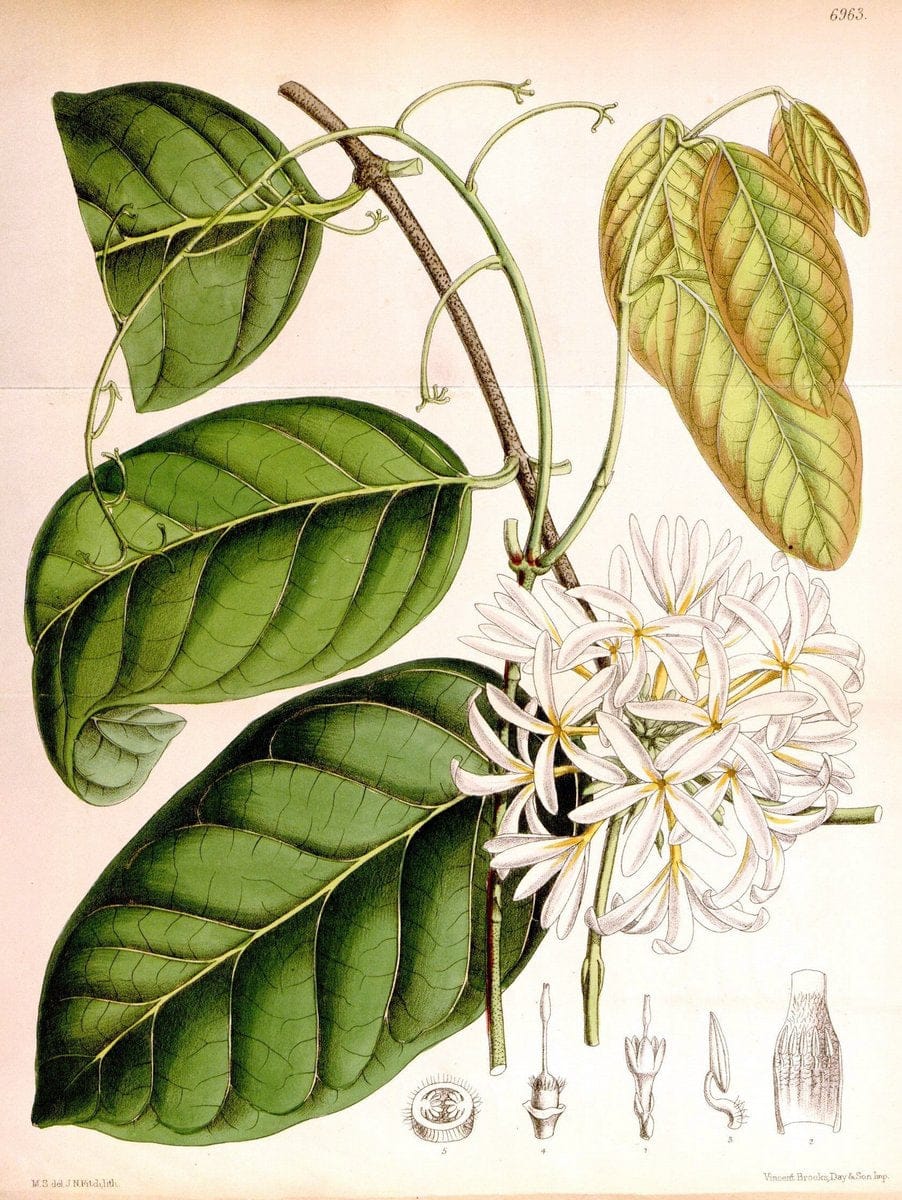 Curtis's botanical magazine. London ; New York [etc.] :Academic Press [etc.]. | "Botanical illustration" Botany Periodicals "Pictorial works" "Plants, Ornamental"  | Vintage Print Reproduction 453377