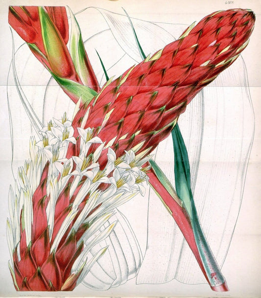 Curtis's botanical magazine. London ; New York [etc.] :Academic Press [etc.]. | "Botanical illustration" Botany Periodicals "Pictorial works" "Plants, Ornamental"  | Vintage Print Reproduction 453378