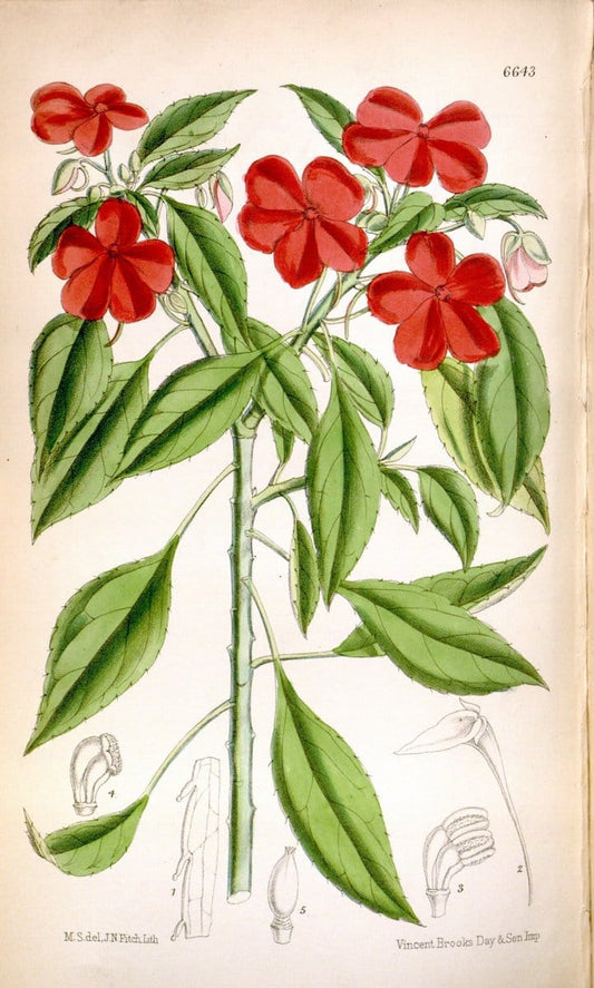 Curtis's botanical magazine. London ; New York [etc.] :Academic Press [etc.]. | "Botanical illustration" Botany Periodicals "Pictorial works" "Plants, Ornamental"  | Vintage Print Reproduction 453379