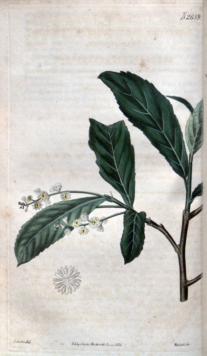 Curtis's botanical magazine. London ; New York [etc.] :Academic Press [etc.]. | "Botanical illustration" Botany Periodicals "Pictorial works" "Plants, Ornamental"  | Vintage Print Reproduction 453380
