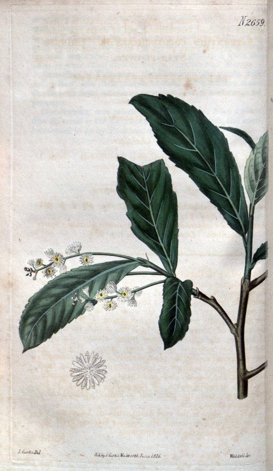 Curtis's botanical magazine. London ; New York [etc.] :Academic Press [etc.]. | "Botanical illustration" Botany Periodicals "Pictorial works" "Plants, Ornamental"  | Vintage Print Reproduction 453380