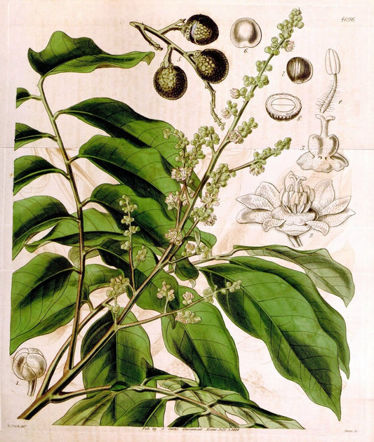 Curtis's botanical magazine. London ; New York [etc.] :Academic Press [etc.]. | "Botanical illustration" Botany Periodicals "Pictorial works" "Plants, Ornamental"  | Vintage Print Reproduction 453382