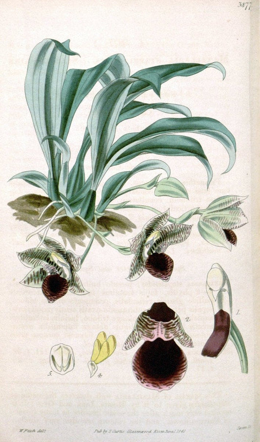 Curtis's botanical magazine. London ; New York [etc.] :Academic Press [etc.]. | "Botanical illustration" Botany Periodicals "Pictorial works" "Plants, Ornamental"  | Vintage Print Reproduction 453384
