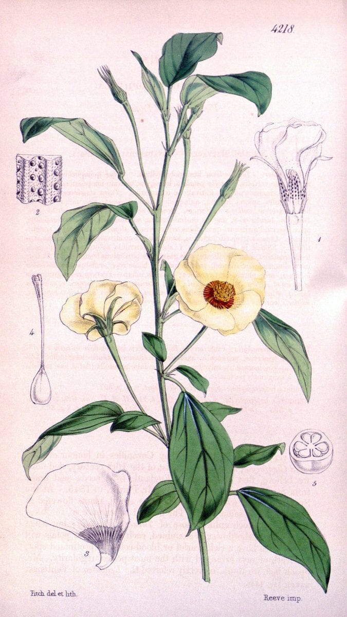 Curtis's botanical magazine. London ;New York [etc.] :Academic Press [etc.]. | Botany Periodicals "Pictorial works"  | Vintage Print Reproduction 453386