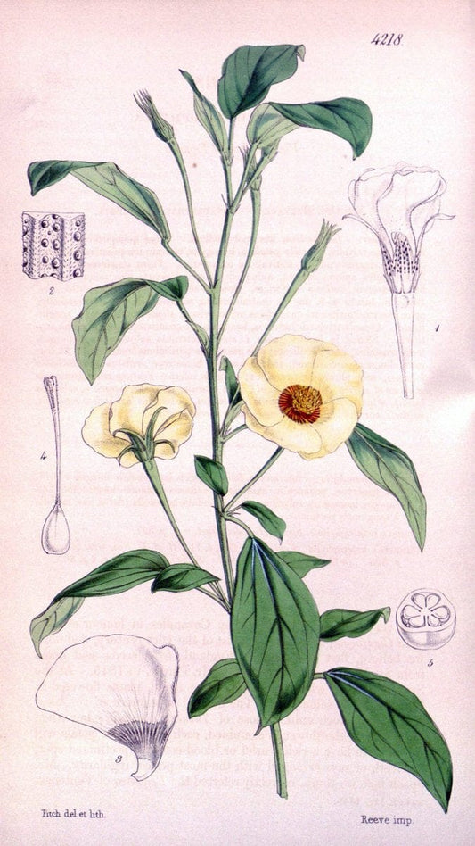 Curtis's botanical magazine. London ;New York [etc.] :Academic Press [etc.]. | Botany Periodicals "Pictorial works"  | Vintage Print Reproduction 453386