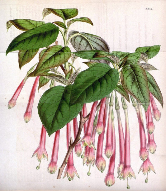 Curtis's botanical magazine. London ;New York [etc.] :Academic Press [etc.]. | Botany Periodicals "Pictorial works"  | Vintage Print Reproduction 453387