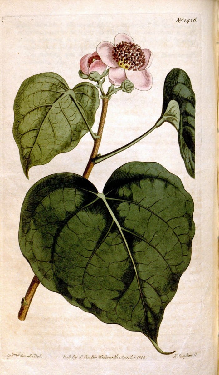 Curtis's botanical magazine. London ;New York [etc.] :Academic Press [etc.]. | Botany Periodicals "Pictorial works"  | Vintage Print Reproduction 453388