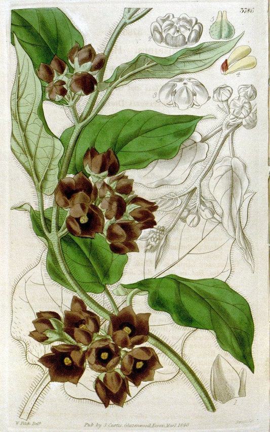 Curtis's botanical magazine. London ;New York [etc.] :Academic Press [etc.]. | Botany Periodicals "Pictorial works"  | Vintage Print Reproduction 453390