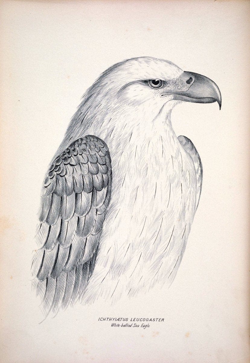 Companion to Gould's Handbook; or, Synopsis of the birds of Australia. Brisbane,Thorne & Greenwell,1877.  | Australia Birds | Vintage Print Reproduction 453392
