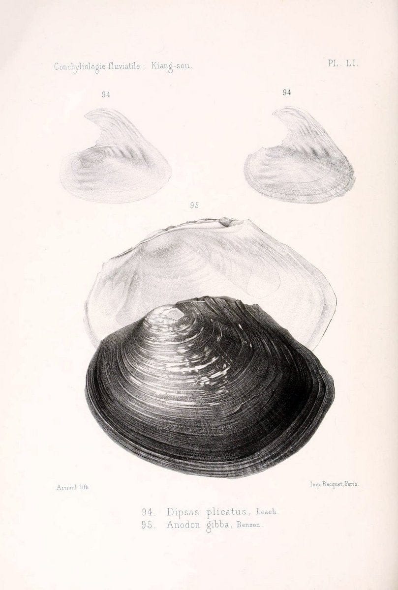 Conchyliologie fluviatile de la province de Nanking et de la Chine centrale /.Paris :Savy,[1875-1885]. | China Mollusks "Nanjing (Jiangsu Sheng)"  | Vintage Print Reproduction 453393
