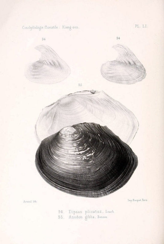 Conchyliologie fluviatile de la province de Nanking et de la Chine centrale /.Paris :Savy,[1875-1885]. | China Mollusks "Nanjing (Jiangsu Sheng)"  | Vintage Print Reproduction 453393
