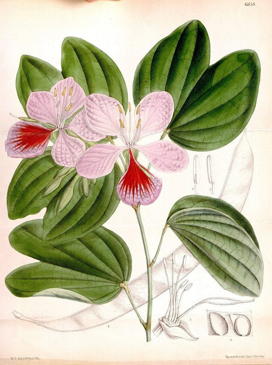 Curtis's botanical magazine. London ; New York [etc.] :Academic Press [etc.]. | "Botanical illustration" Botany Periodicals "Pictorial works" "Plants, Ornamental"  | Vintage Print Reproduction 453394