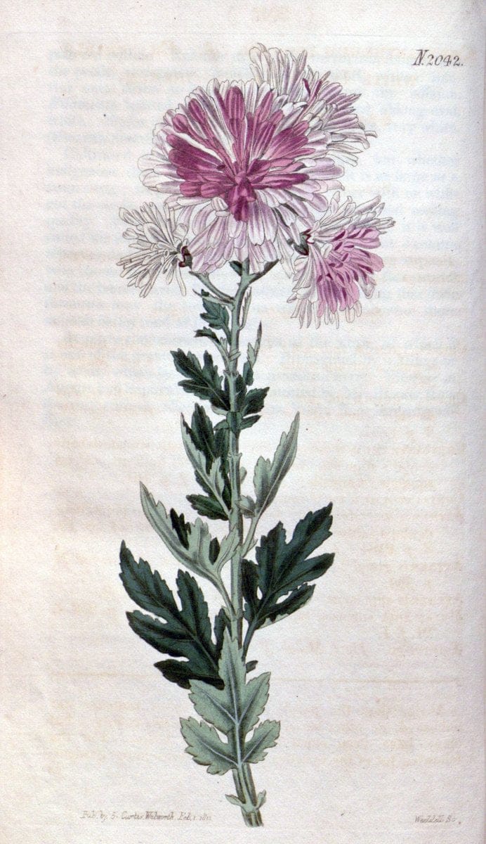 Curtis's botanical magazine. London ; New York [etc.] :Academic Press [etc.]. | "Botanical illustration" Botany Periodicals "Pictorial works" "Plants, Ornamental"  | Vintage Print Reproduction 453396