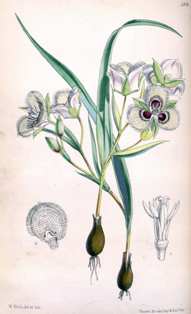 Curtis's botanical magazine. London ; New York [etc.] :Academic Press [etc.]. | "Botanical illustration" Botany Periodicals "Pictorial works" "Plants, Ornamental"  | Vintage Print Reproduction 453397
