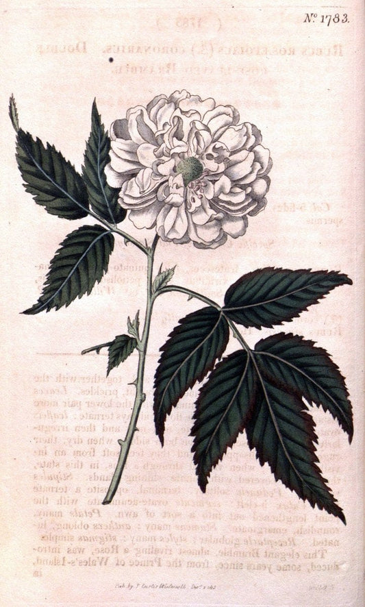 Curtis's botanical magazine. London ; New York [etc.] :Academic Press [etc.]. | "Botanical illustration" Botany Periodicals "Pictorial works" "Plants, Ornamental"  | Vintage Print Reproduction 453398