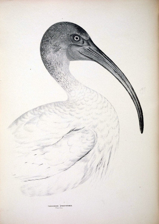Companion to Gould's Handbook; or, Synopsis of the birds of Australia. Brisbane,Thorne & Greenwell,1877.  | Australia Birds | Vintage Print Reproduction 453400