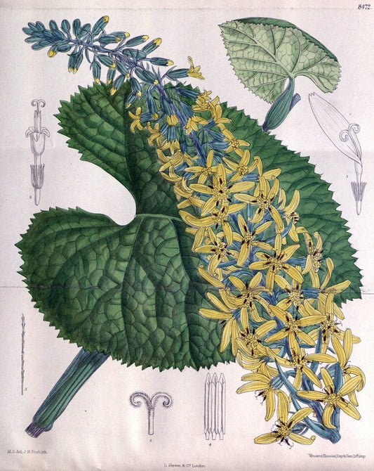 Curtis's botanical magazine. London ; New York [etc.] :Academic Press [etc.]. | "Botanical illustration" Botany Periodicals "Pictorial works" "Plants, Ornamental"  | Vintage Print Reproduction 453401