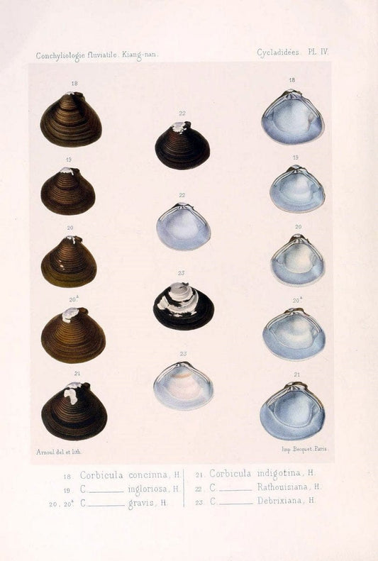 Conchyliologie fluviatile de la province de Nanking et de la Chine centrale /.Paris :Savy,[1875-1885]. | China Mollusks "Nanjing (Jiangsu Sheng)"  | Vintage Print Reproduction 453402
