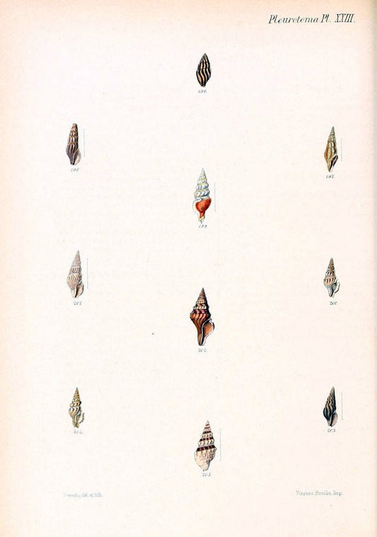 Conchologia iconica, or, Illustrations of the shells of molluscous animals. v.1London :Reeve, Brothers,1843-1878. | Mollusks "Pictorial works" Shells  | Vintage Print Reproduction 453403