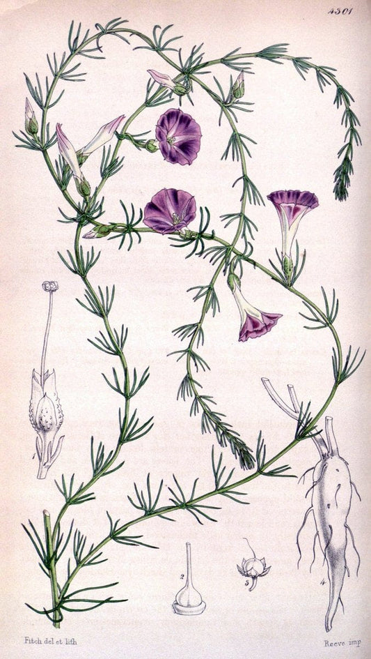 Curtis's botanical magazine. London ; New York [etc.] :Academic Press [etc.]. | "Botanical illustration" Botany Periodicals "Pictorial works" "Plants, Ornamental"  | Vintage Print Reproduction 453404