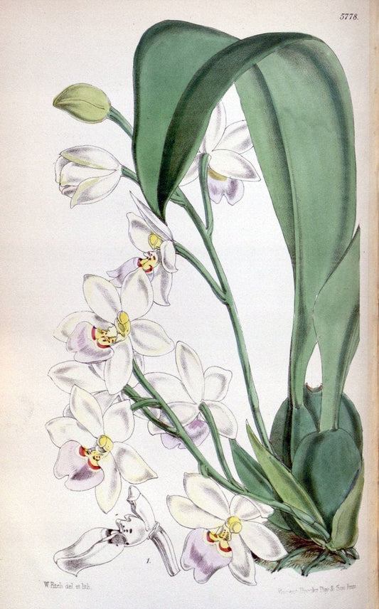 Curtis's botanical magazine. London ; New York [etc.] :Academic Press [etc.]. | "Botanical illustration" Botany Periodicals "Pictorial works" "Plants, Ornamental"  | Vintage Print Reproduction 453407