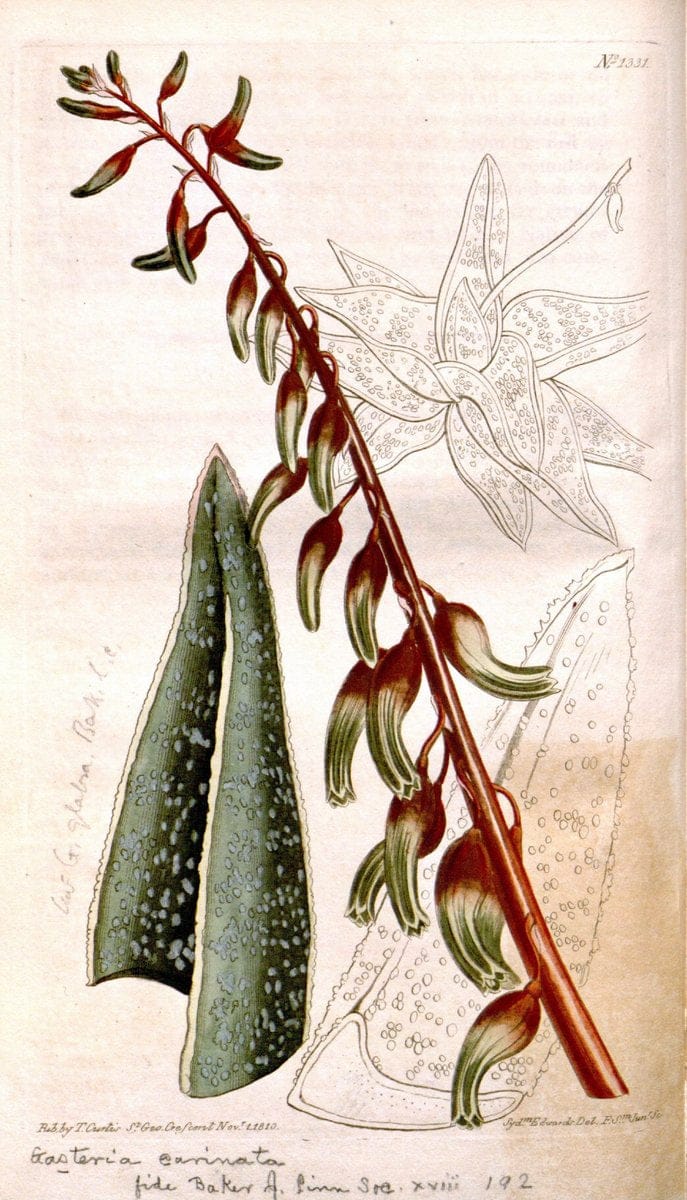 Dragable Image