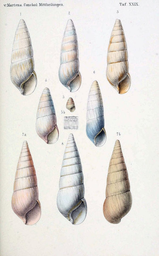 Conchologische Mittheilungen als Fortsetzung der Novitates conchologicae. bd 1 - 3.Cassell :T. Fischer,1880- . |  | Vintage Print Reproduction 453409
