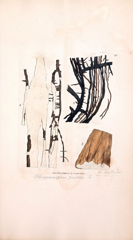 Coloured figures of English fungi or mushrooms. London,Printed by J. Davis,1797-[1809]. | England Mushrooms  | Vintage Print Reproduction 453410