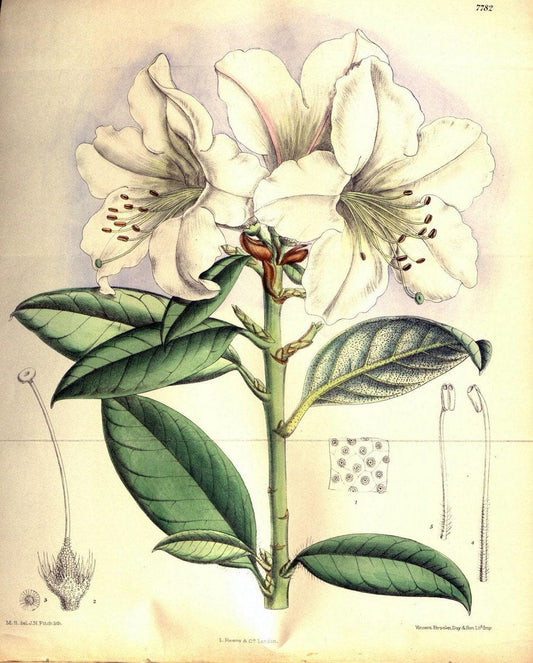 Curtis's botanical magazine. London ; New York [etc.] :Academic Press [etc.]. | "Botanical illustration" Botany Periodicals "Pictorial works" "Plants, Ornamental"  | Vintage Print Reproduction 453411