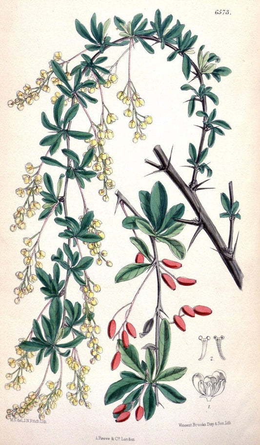 Curtis's botanical magazine. London ; New York [etc.] :Academic Press [etc.]. | "Botanical illustration" Botany Periodicals "Pictorial works" "Plants, Ornamental"  | Vintage Print Reproduction 453412
