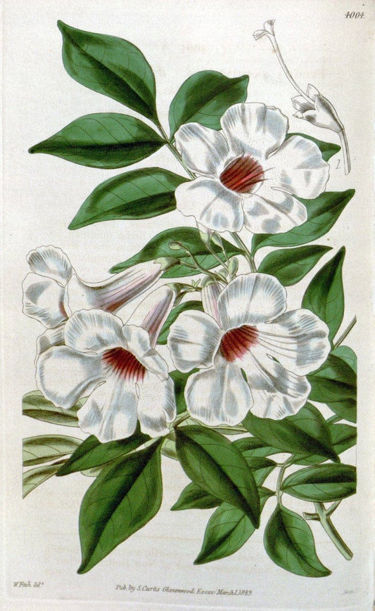 Curtis's botanical magazine. London ; New York [etc.] :Academic Press [etc.]. | "Botanical illustration" Botany Periodicals "Pictorial works" "Plants, Ornamental"  | Vintage Print Reproduction 453413