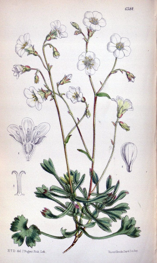 Curtis's botanical magazine. London ; New York [etc.] :Academic Press [etc.]. | "Botanical illustration" Botany Periodicals "Pictorial works" "Plants, Ornamental"  | Vintage Print Reproduction 453414