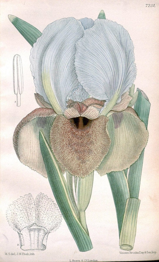 Curtis's botanical magazine. London ; New York [etc.] :Academic Press [etc.]. | "Botanical illustration" Botany Periodicals "Pictorial works" "Plants, Ornamental"  | Vintage Print Reproduction 453415