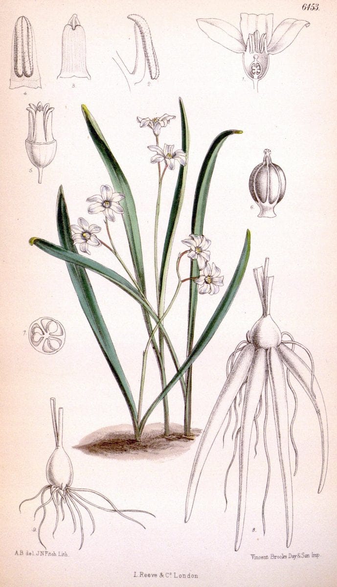 Curtis's botanical magazine. London ; New York [etc.] :Academic Press [etc.]. | "Botanical illustration" Botany Periodicals "Pictorial works" "Plants, Ornamental"  | Vintage Print Reproduction 453416