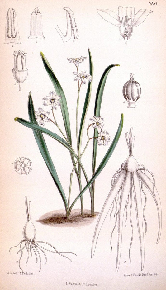 Curtis's botanical magazine. London ; New York [etc.] :Academic Press [etc.]. | "Botanical illustration" Botany Periodicals "Pictorial works" "Plants, Ornamental"  | Vintage Print Reproduction 453416