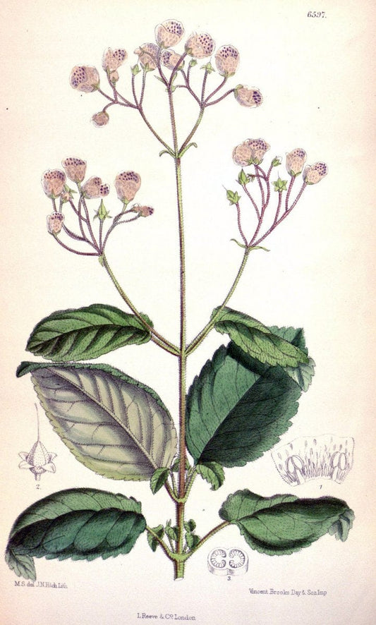 Curtis's botanical magazine. London ; New York [etc.] :Academic Press [etc.]. | "Botanical illustration" Botany Periodicals "Pictorial works" "Plants, Ornamental"  | Vintage Print Reproduction 453418