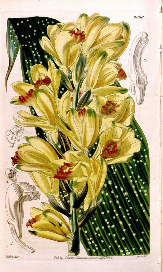 Curtis's botanical magazine. London ; New York [etc.] :Academic Press [etc.]. | "Botanical illustration" Botany Periodicals "Pictorial works" "Plants, Ornamental"  | Vintage Print Reproduction 453420